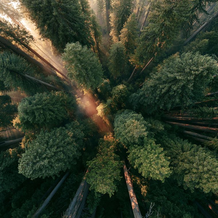 Sunlight breaking through the canopy of a redwood forest, seen from directly above.